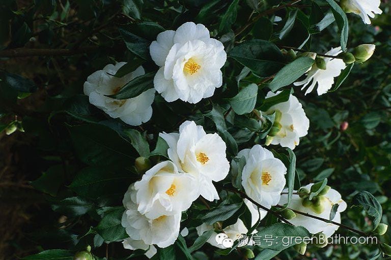 掌握正确施肥方法,如何正确操作施肥