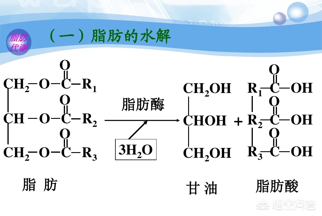 脂肪如何排出体外动画,减肥脂肪排出体外了吗