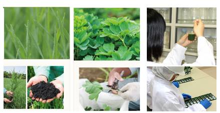 日本产的青汁国产的有什么区别,如何购买日本产的青汁