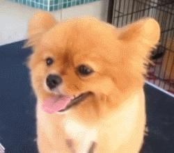 新手在家给狗狗剪毛视频教程全套,干货自己在家怎么给狗狗剪毛