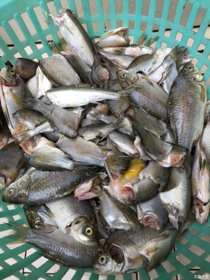 鳜鱼活性低用哪种拟饵,路亚鳜鱼拟饵