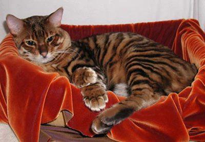 最便宜的宠物猫咪品种图片及价格,哪个品种的猫咪性格最好最温顺