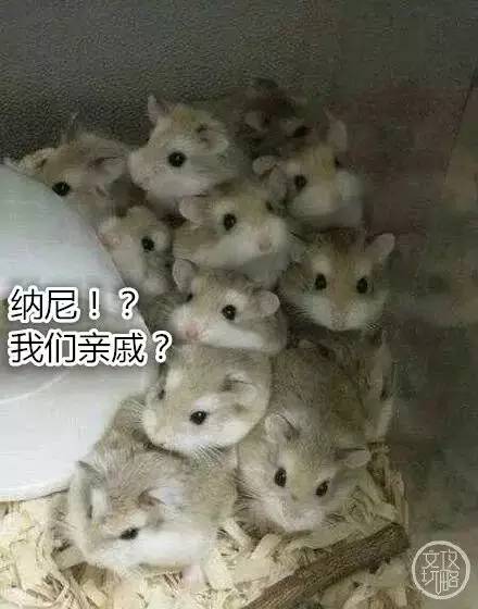 菩提有什么本事,菩提招财辟邪