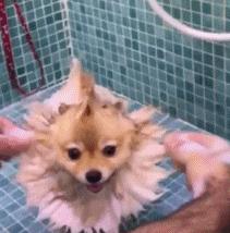 新手在家给狗狗剪毛视频教程全套,干货自己在家怎么给狗狗剪毛