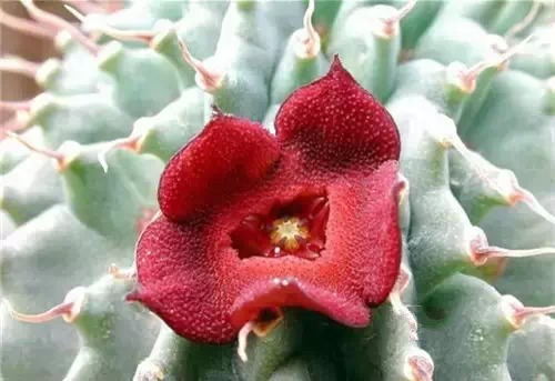 多肉开完花就死,多肉开花后会死掉吗