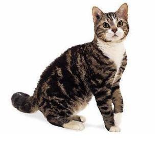 最便宜的宠物猫咪品种图片及价格,哪个品种的猫咪性格最好最温顺