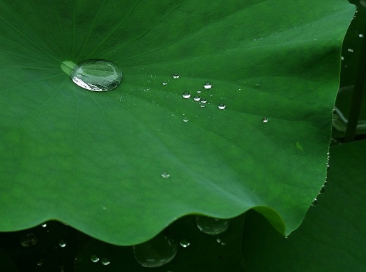 这种叶子，可消暑减肥通便，你知道吗？