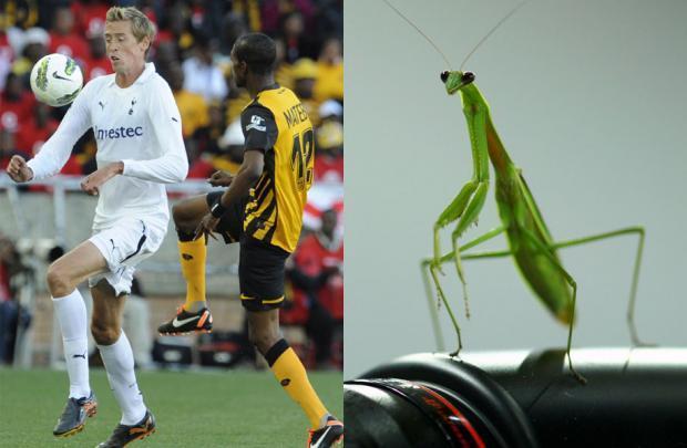 动物也疯狂蚂蚁大战,动物也疯狂双人