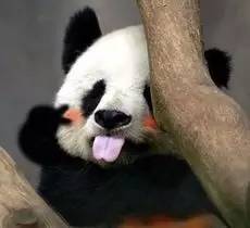 中国运动员在巴西被偷,奥组委这样补偿行不行?