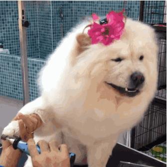 新手在家给狗狗剪毛视频教程全套,干货自己在家怎么给狗狗剪毛