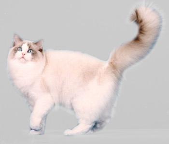 最便宜的宠物猫咪品种图片及价格,哪个品种的猫咪性格最好最温顺