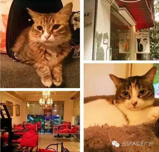 喵星人咖啡厅，治愈你疲惫的心！