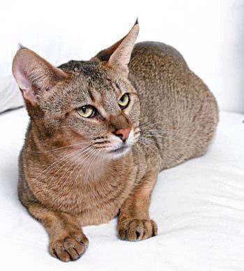 最便宜的宠物猫咪品种图片及价格,哪个品种的猫咪性格最好最温顺