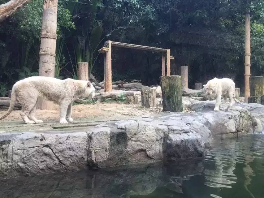 长隆野生动物园攻略亲子游三天,从广州长隆到珠海长隆亲子游攻略