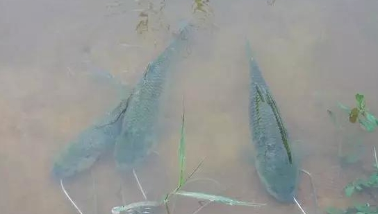 海竿水怪可以钓草鱼吗,海竿串钩挂什么钓草鱼