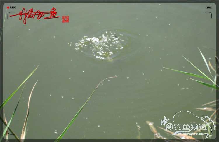 户外野钓小河沟七星鱼,鲫鱼野钓小河沟