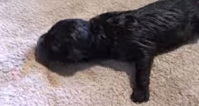 母狗第一次生宝宝，在主人的帮助下顺利生产，下一幕出现特大惊喜