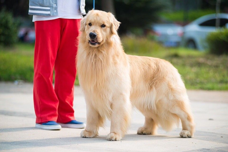 想如何训练狗狗定点上厕所,金毛1-3个月如何训练定点大小便