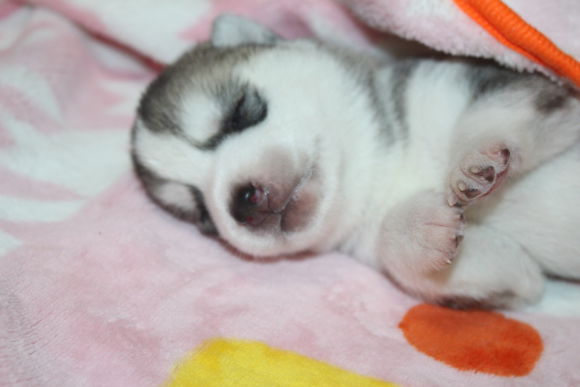 小眼睛的小奶哈，萌翻了，期待长大变大眼帅哥哦。