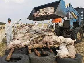 猪瘟疫苗20头份用多少稀释液,打猪瘟苗有应激吗