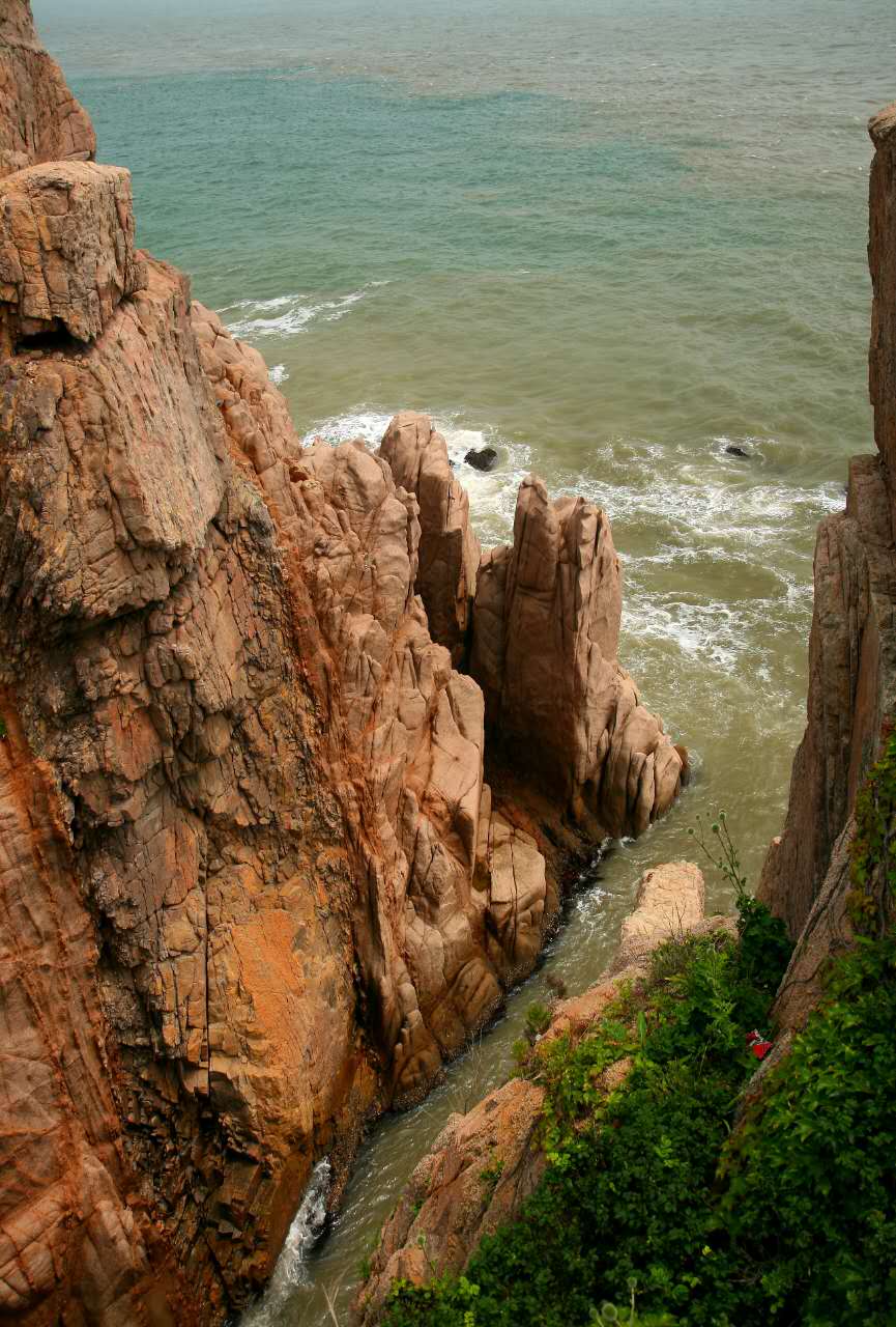 为什么无花果只有威海有,山东威海无花果特点