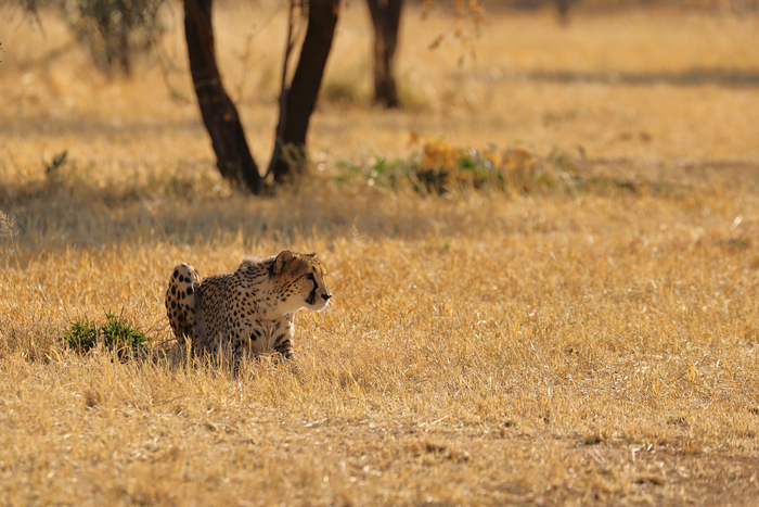 猎豹狂奔与狮子对敌,猎豹奔跑高清震撼视频