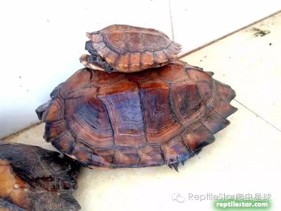 怎么调理下山龟,下山龟调理肠胃配方