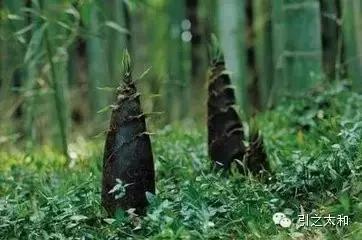 屮艸芔茻读音是什么,屮艸芔茻这四字读音