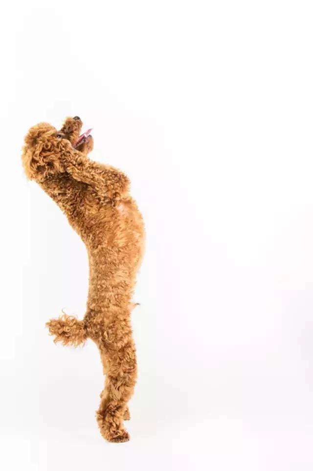 阅狗无数，看铲屎官摄影师如何用宠物来“撩妹”