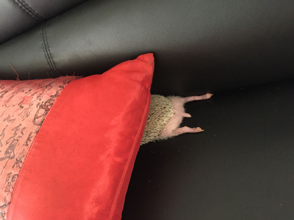 我家非洲迷你刺猬土豆的106天胖萌日记