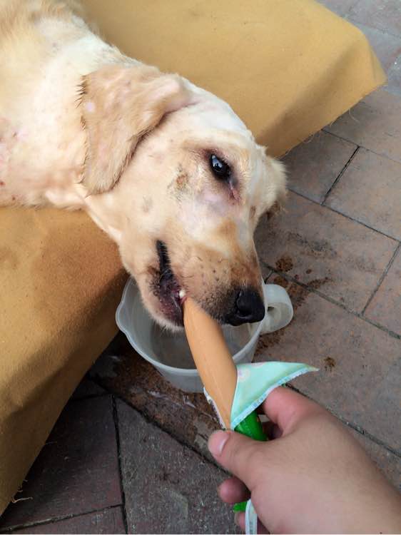 金毛突然全身抽搐瘫倒在地,金毛正常吃饭四肢瘫痪能自愈吗