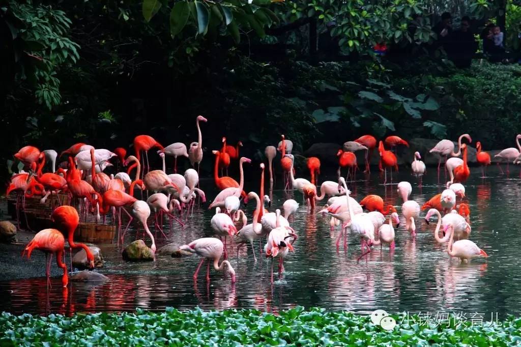 长隆野生动物园攻略亲子游三天,从广州长隆到珠海长隆亲子游攻略