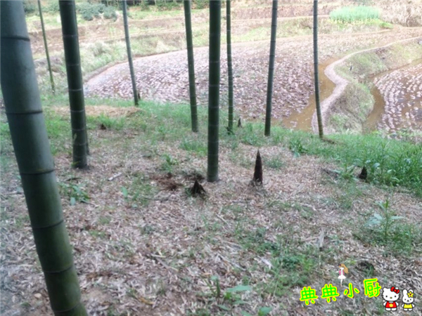 新鲜的小竹笋拿来怎么炒好吃,竹笋烧肉怎么烧才好吃