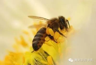 healthycare加强版高浓度,healthycare效果