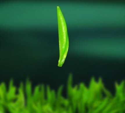 茶叶最吸引人的广告语是什么,强烈推荐茶叶广告语