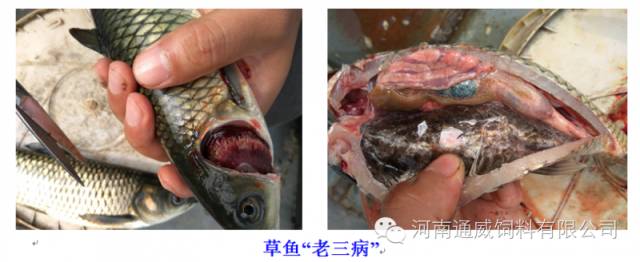 河南水产养殖现状,水产养殖业的发展现状和趋势