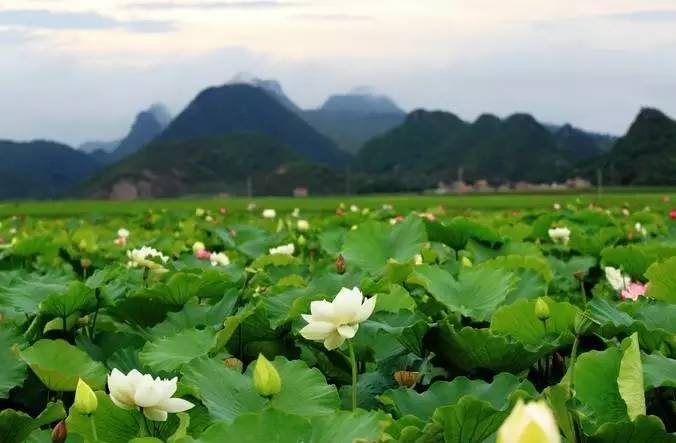 云桂高铁达速,云桂铁路昆明至百色段通车视频