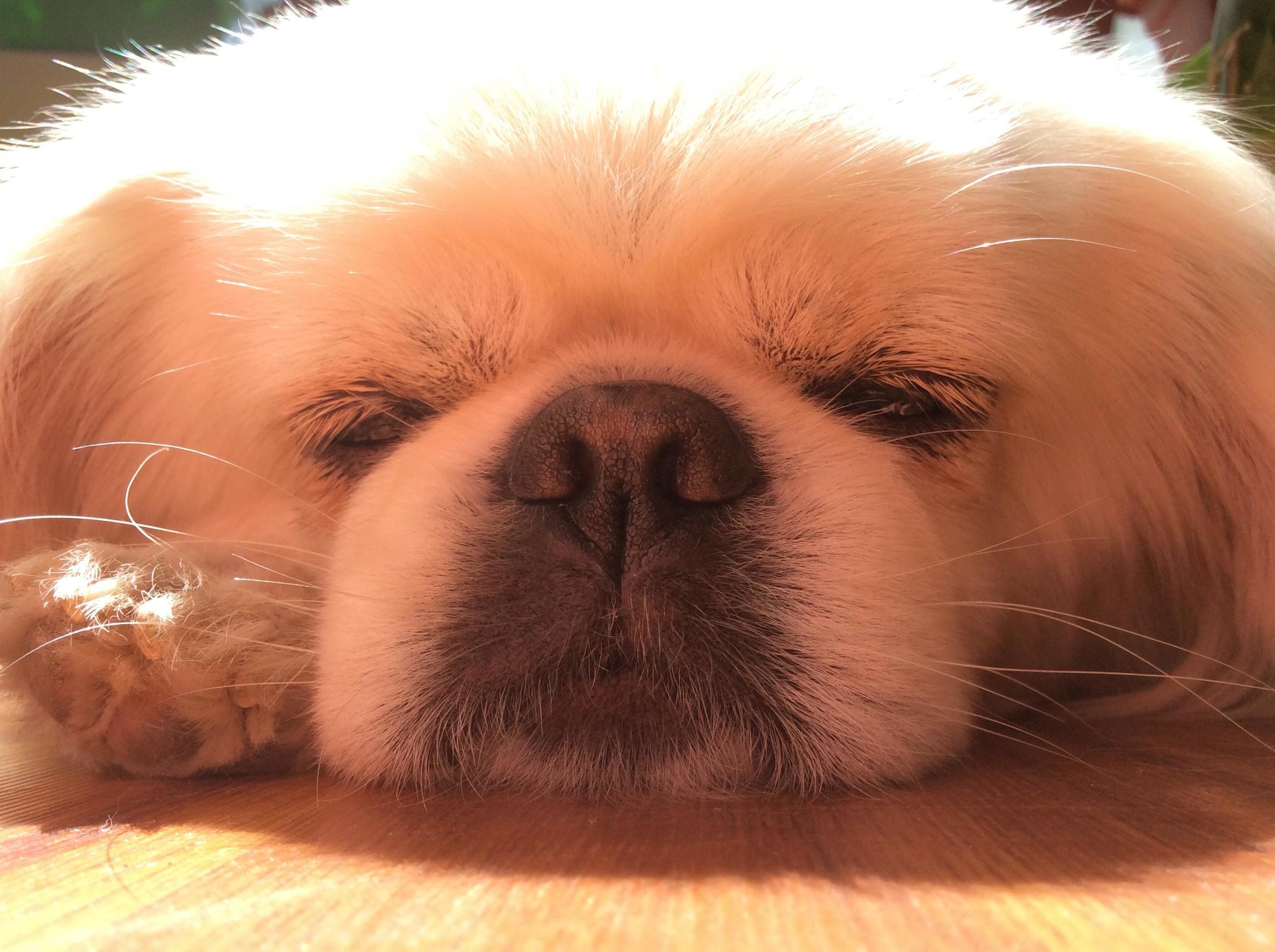 宠物大头照特效,宠物大头头像