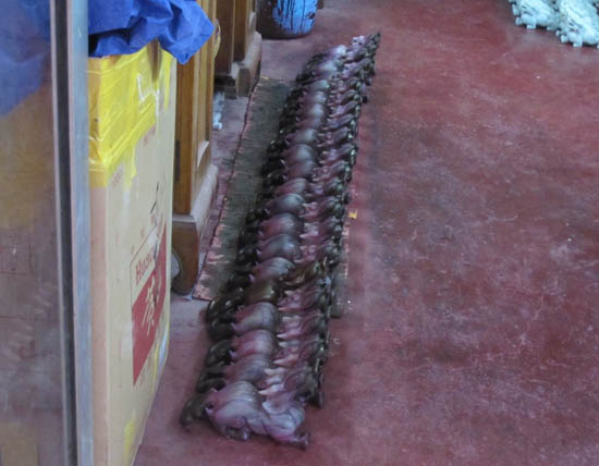 以假乱真蚌埠仿古玉,以假乱真的玉雕翡翠