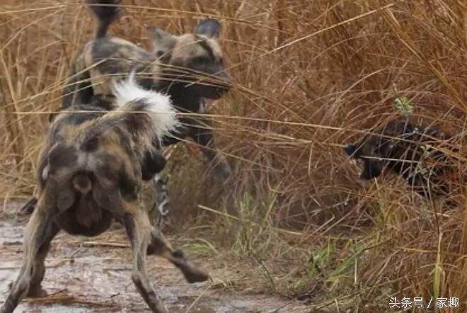 当非洲野狗遇到土狗，相互怒视，土狗威武，把野狗群都给吓跑了