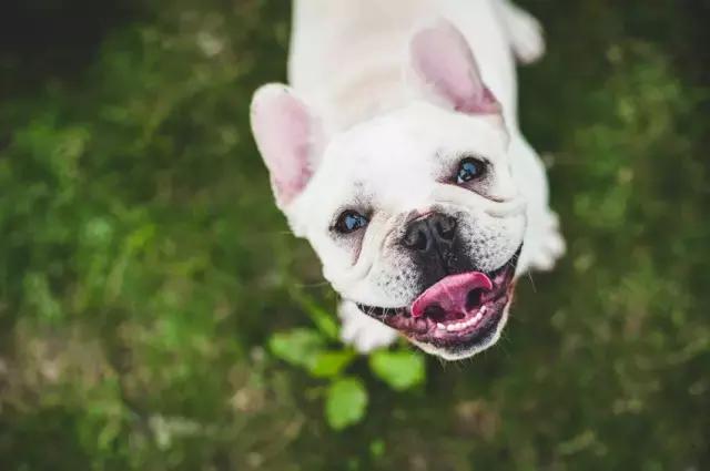 阅狗无数，看铲屎官摄影师如何用宠物来“撩妹”