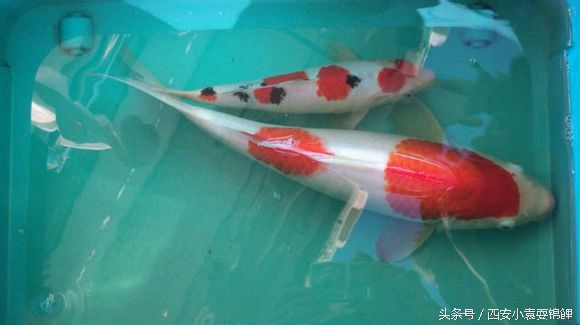 锦鲤一只眼睛凸眼是什么原因,锦鲤变金龙