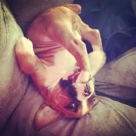 傻汪一言不合就啃脚没病可好，啃出病该怎么办？