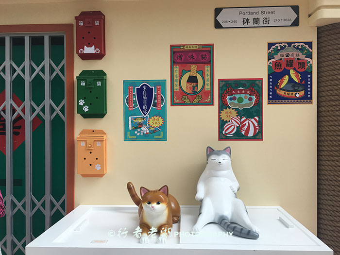 猫大咪可爱视频,小猫咪呆萌视频