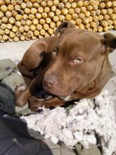 狗狗失恋了会怎么样,狗狗失恋