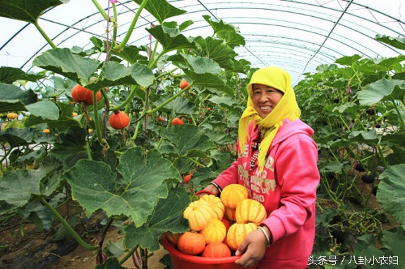 南瓜治糖尿病,为什么南瓜是糖尿病的克星