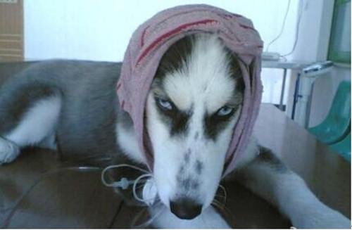 狗狗失恋了会怎么样,狗狗失恋