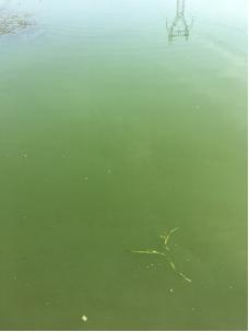 河蟹为什么自己养不活,河蟹养殖中存在的问题