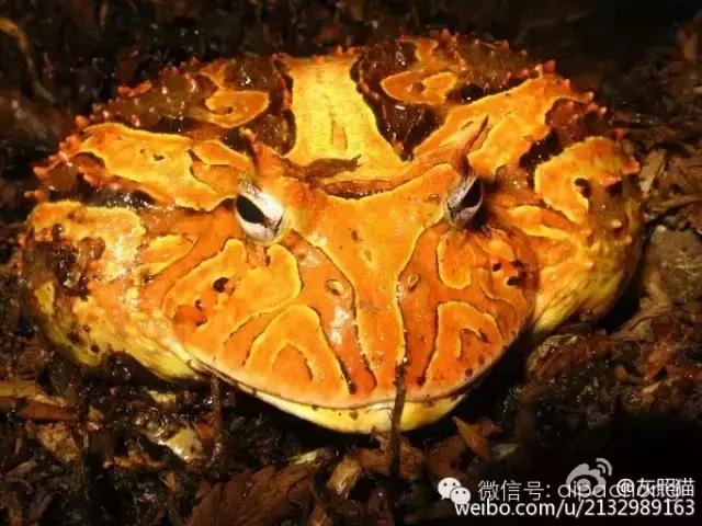 蝴蝶角蛙和霸王角蛙的区别,巴霸角蛙和霸王角蛙