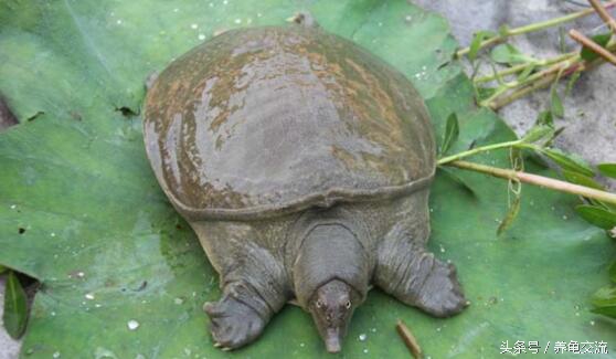 中华鳖病症,中华鳖的病害防治与管理